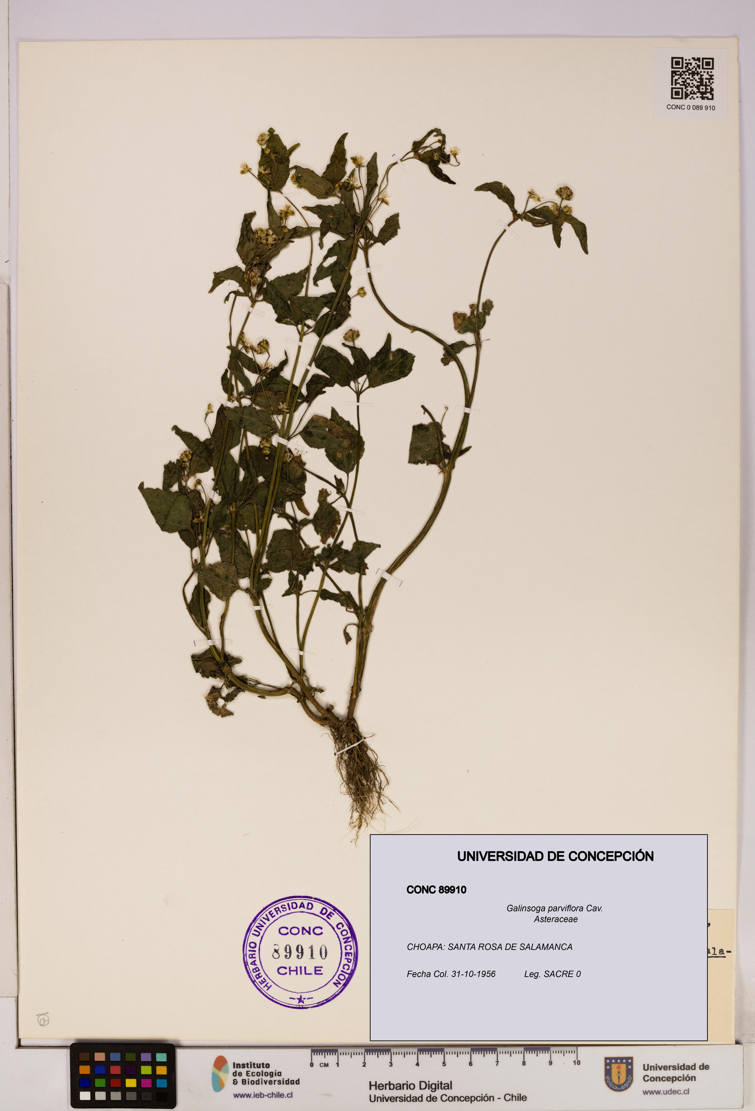 Galinsoga parviflora [Espécimen: UDEC:CONC:0089910]