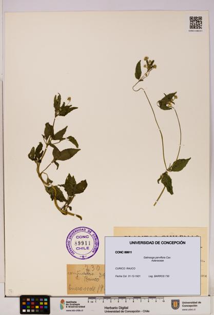 Galinsoga parviflora [Espécimen: UDEC:CONC:0089911]