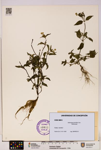 Galinsoga parviflora [Espécimen: UDEC:CONC:0089912]