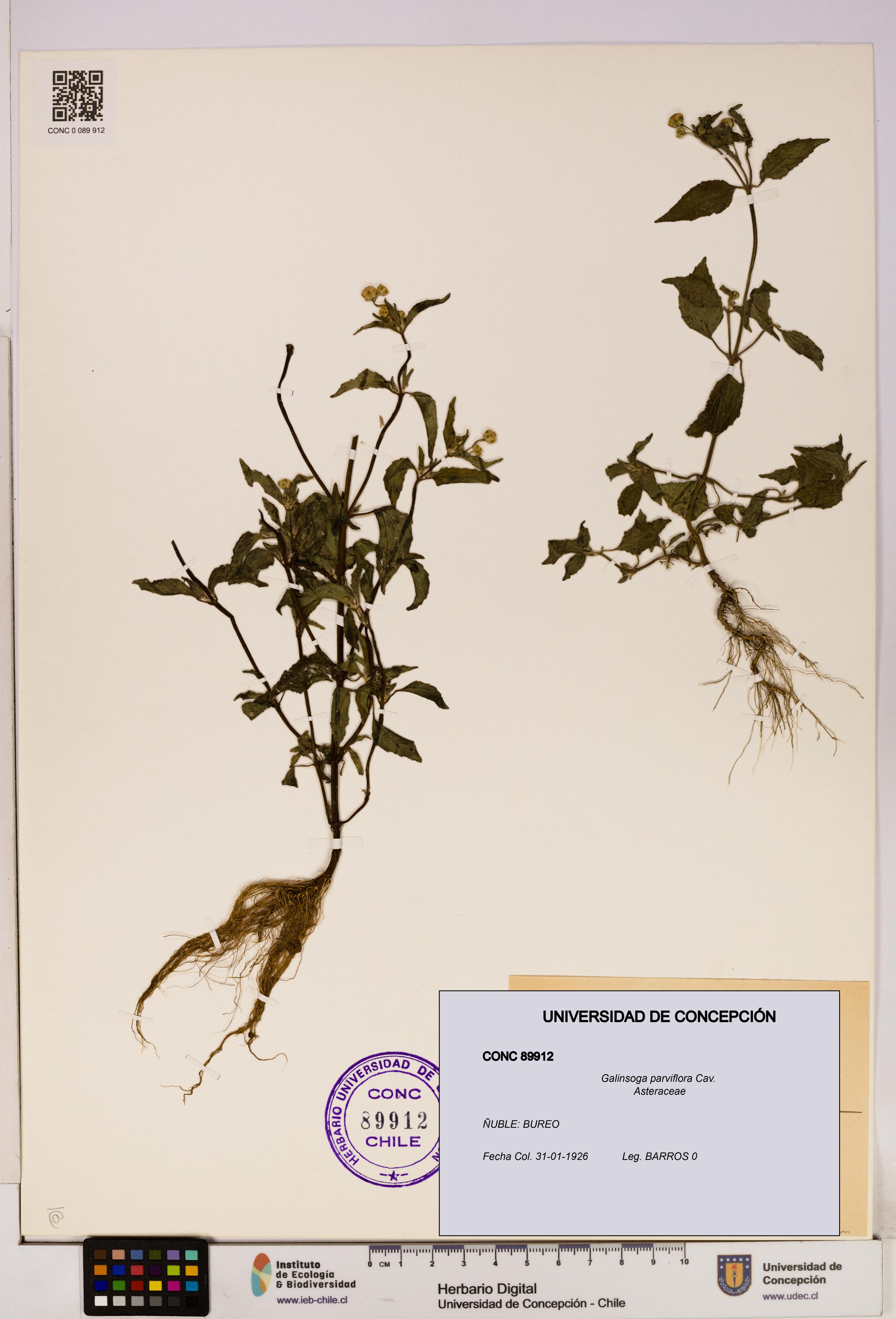 Galinsoga parviflora [Espécimen: UDEC:CONC:0089912]