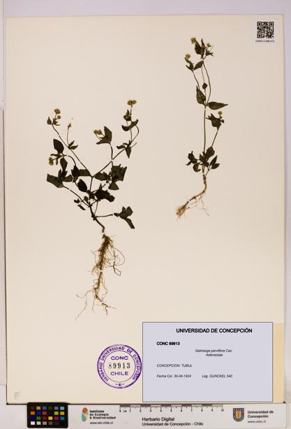 Galinsoga parviflora [Espécimen: UDEC:CONC:0089913]