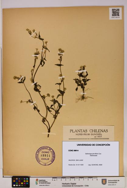 Galinsoga parviflora [Espécimen: UDEC:CONC:0089914]