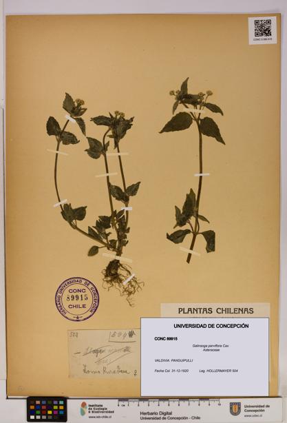 Galinsoga parviflora [Espécimen: UDEC:CONC:0089915]