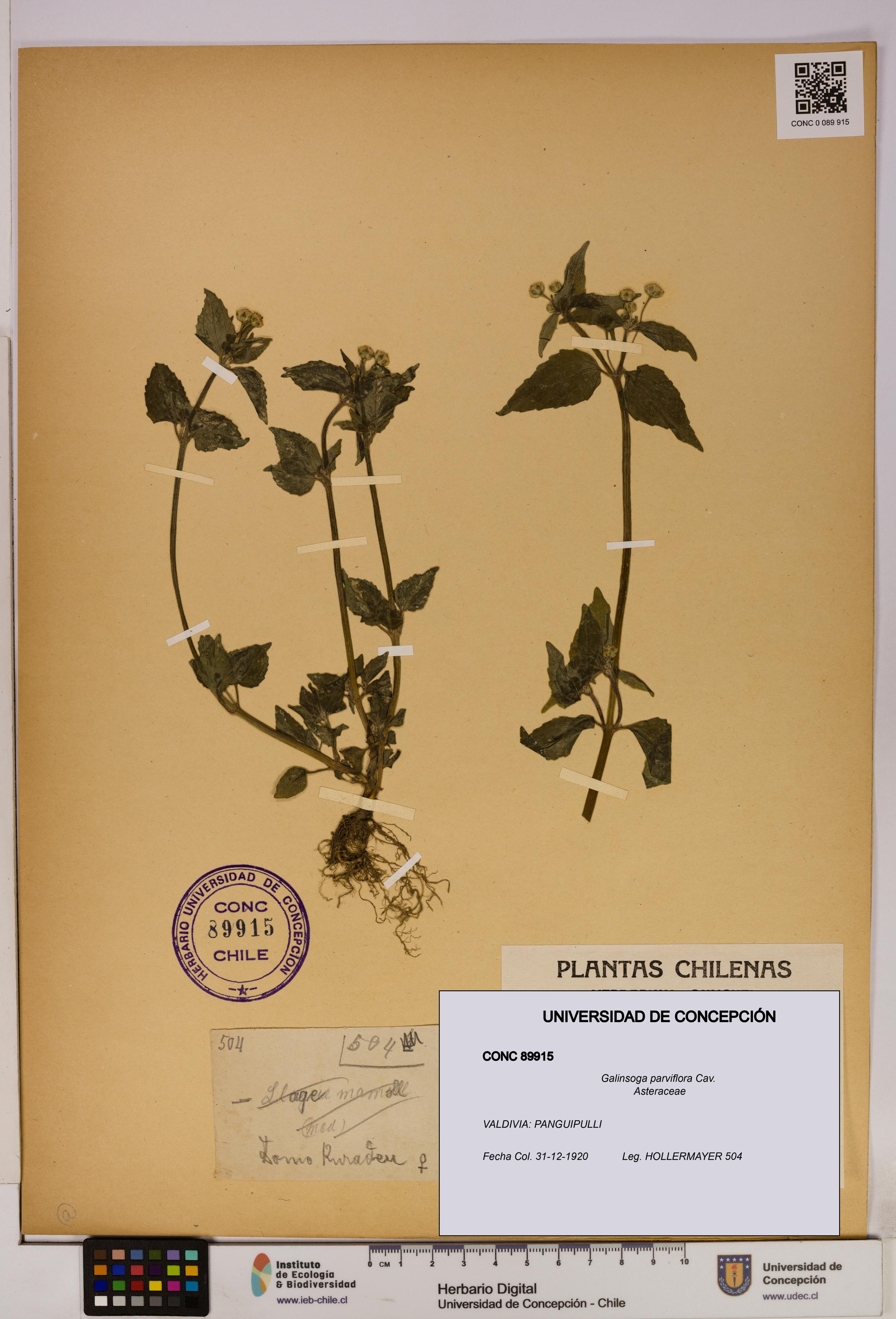 Galinsoga parviflora [Espécimen: UDEC:CONC:0089915]
