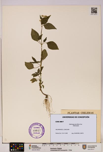 Galinsoga parviflora [Espécimen: UDEC:CONC:0089917]