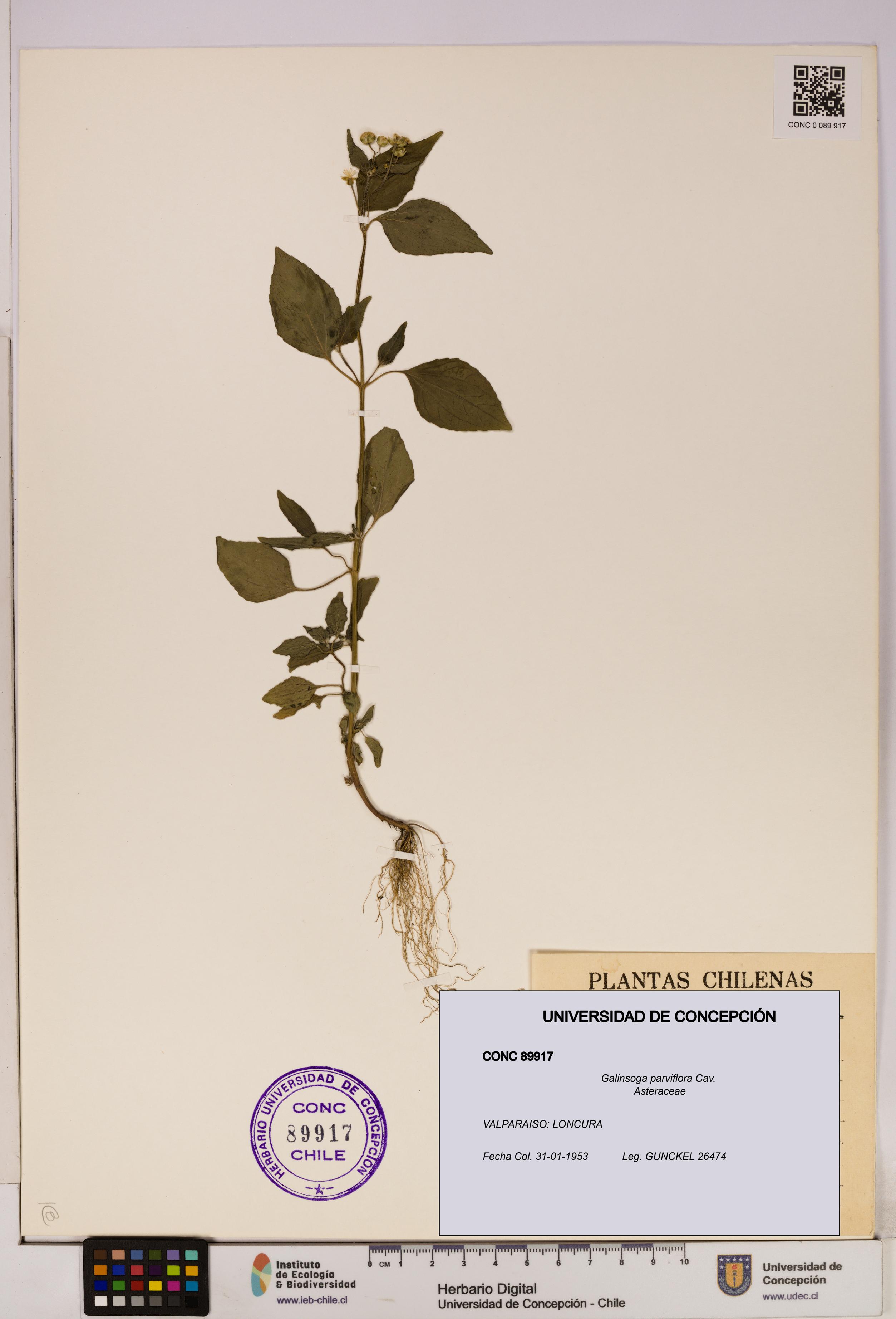 Galinsoga parviflora [Espécimen: UDEC:CONC:0089917]