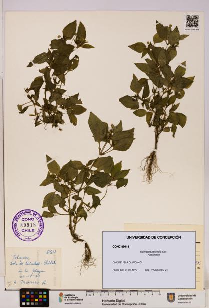 Galinsoga parviflora [Espécimen: UDEC:CONC:0089918]