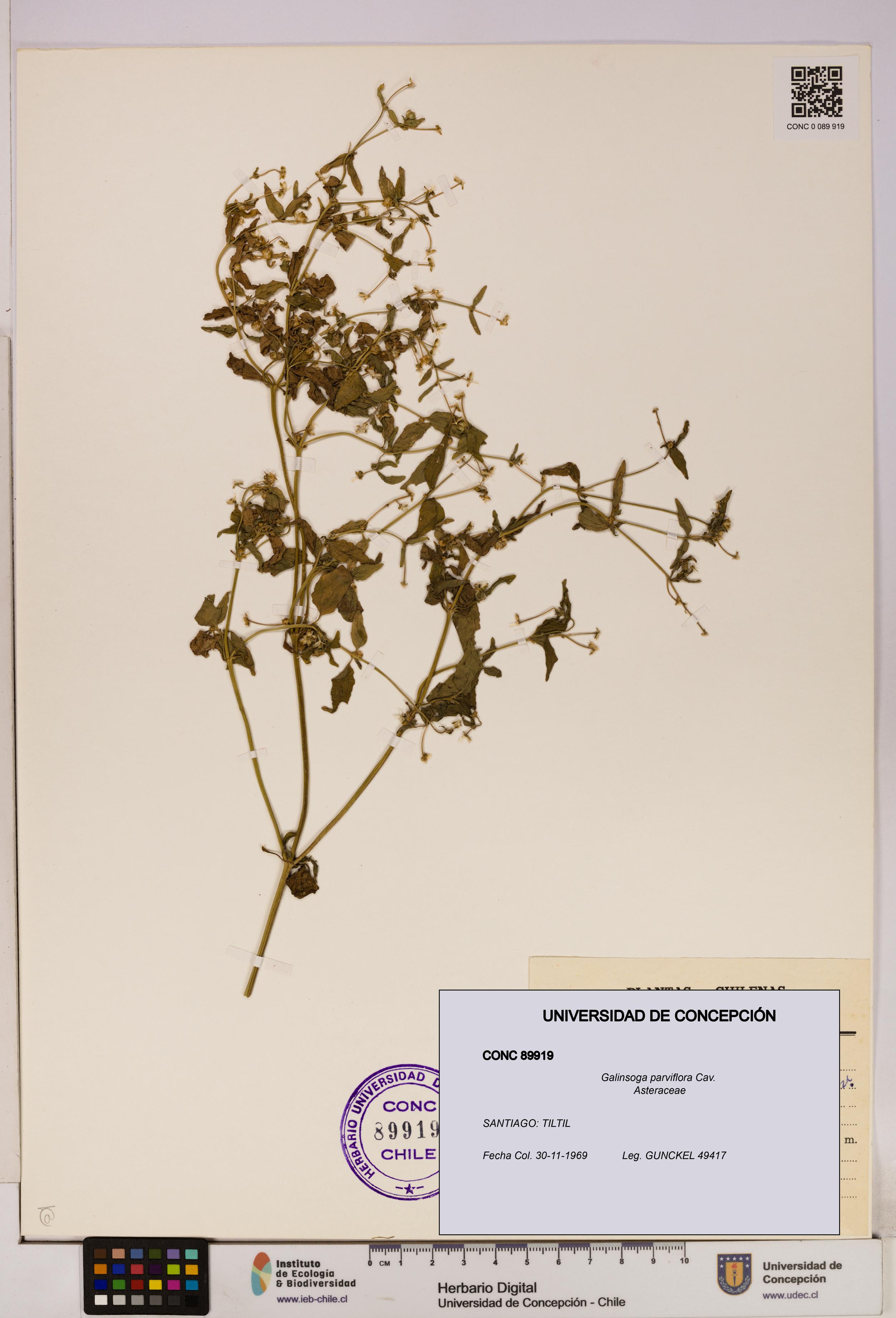 Galinsoga parviflora [Espécimen: UDEC:CONC:0089919]