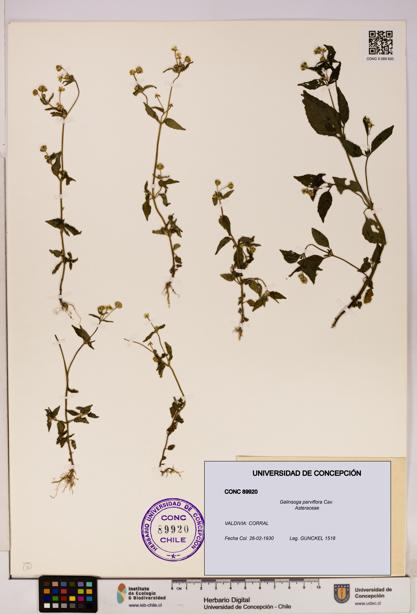 Galinsoga parviflora [Espécimen: UDEC:CONC:0089920]