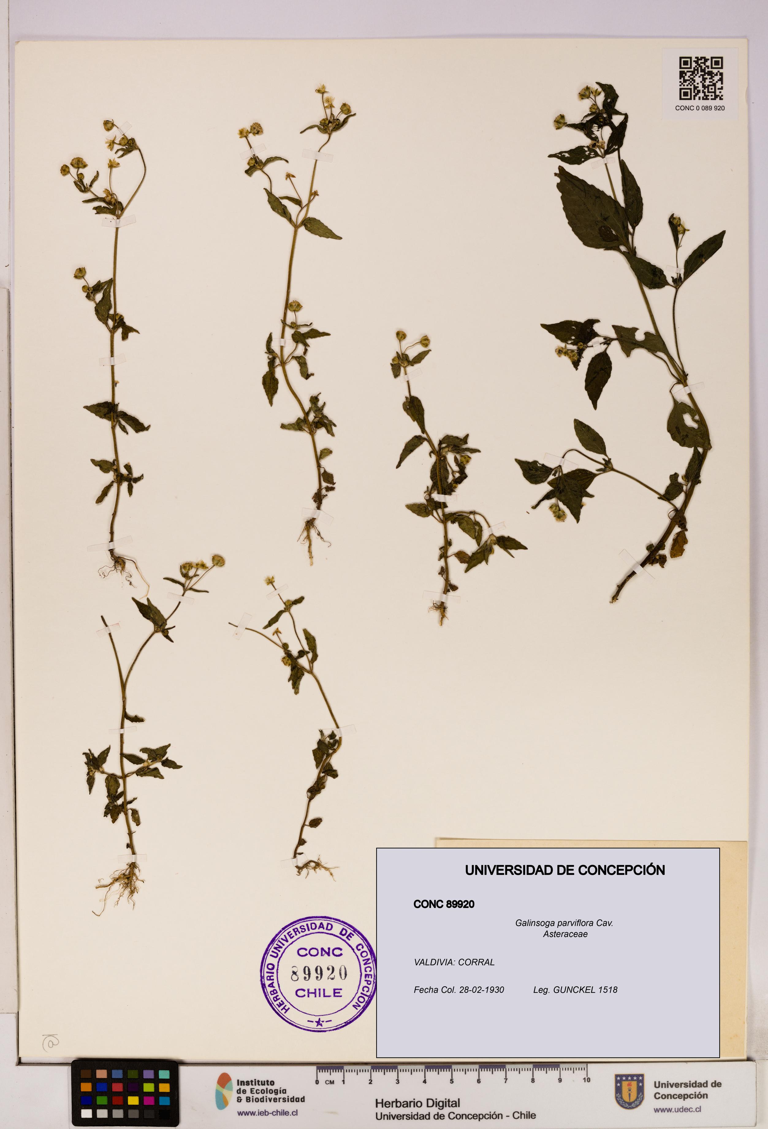 Galinsoga parviflora [Espécimen: UDEC:CONC:0089920]