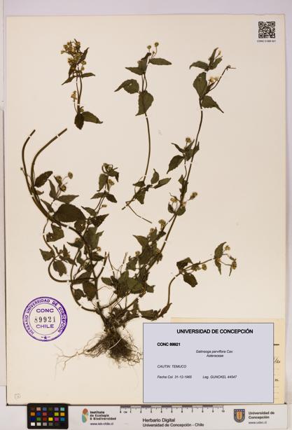 Galinsoga parviflora [Espécimen: UDEC:CONC:0089921]