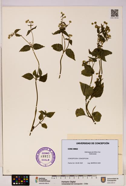 Galinsoga parviflora [Espécimen: UDEC:CONC:0089922]