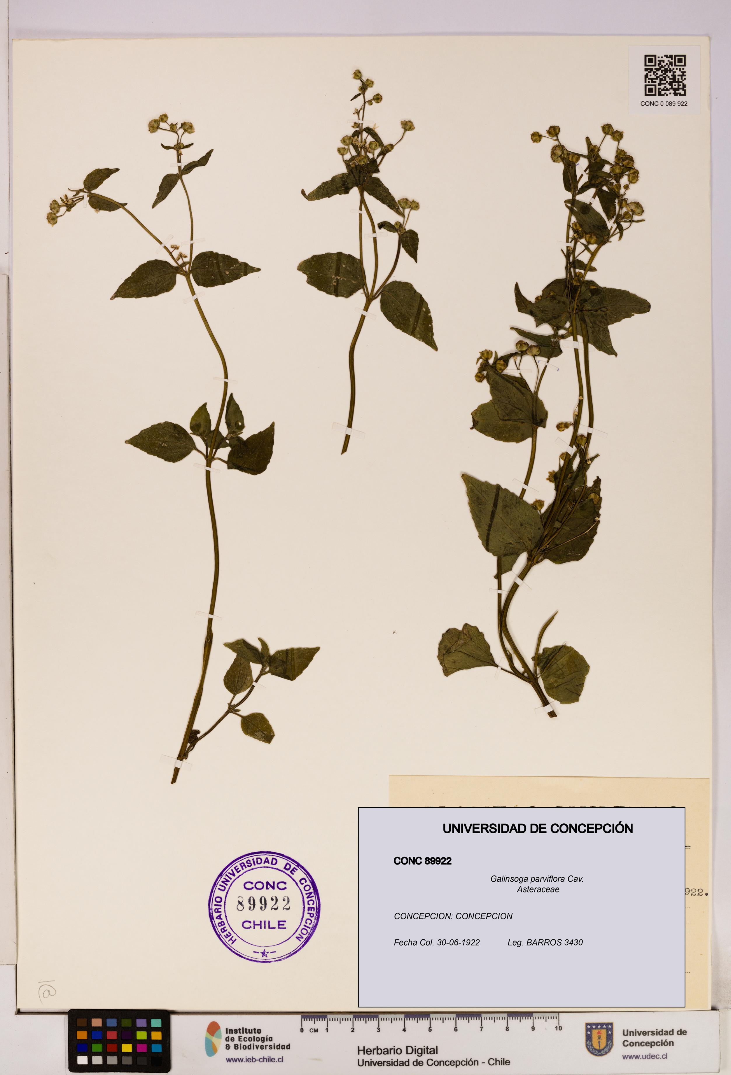 Galinsoga parviflora [Espécimen: UDEC:CONC:0089922]