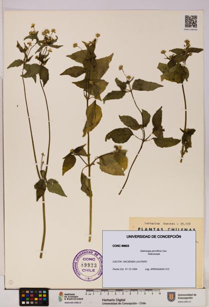 Galinsoga parviflora [Espécimen: UDEC:CONC:0089923]