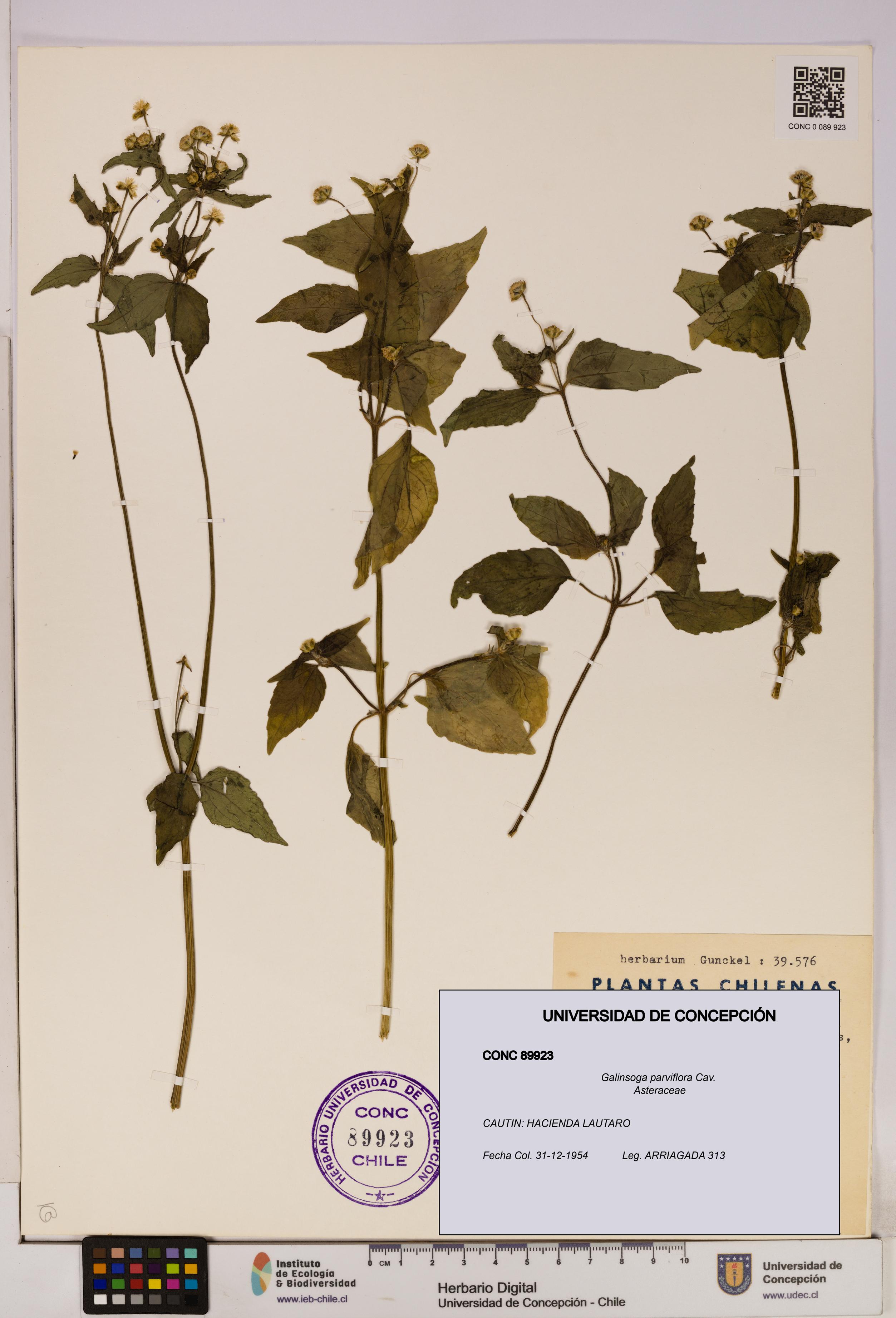 Galinsoga parviflora [Espécimen: UDEC:CONC:0089923]