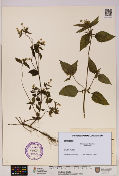 Galinsoga parviflora [Espécimen: UDEC:CONC:0089924]