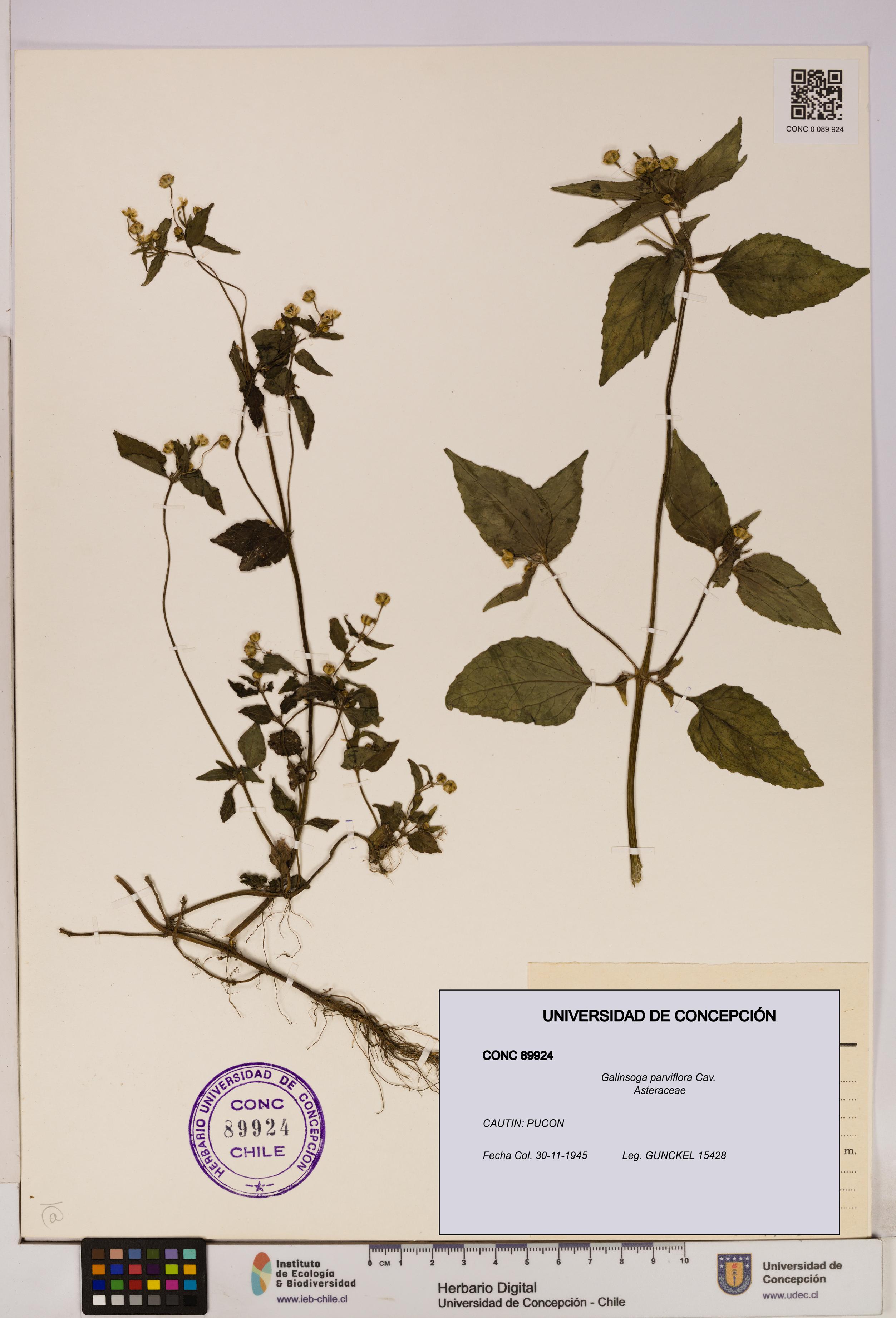 Galinsoga parviflora [Espécimen: UDEC:CONC:0089924]