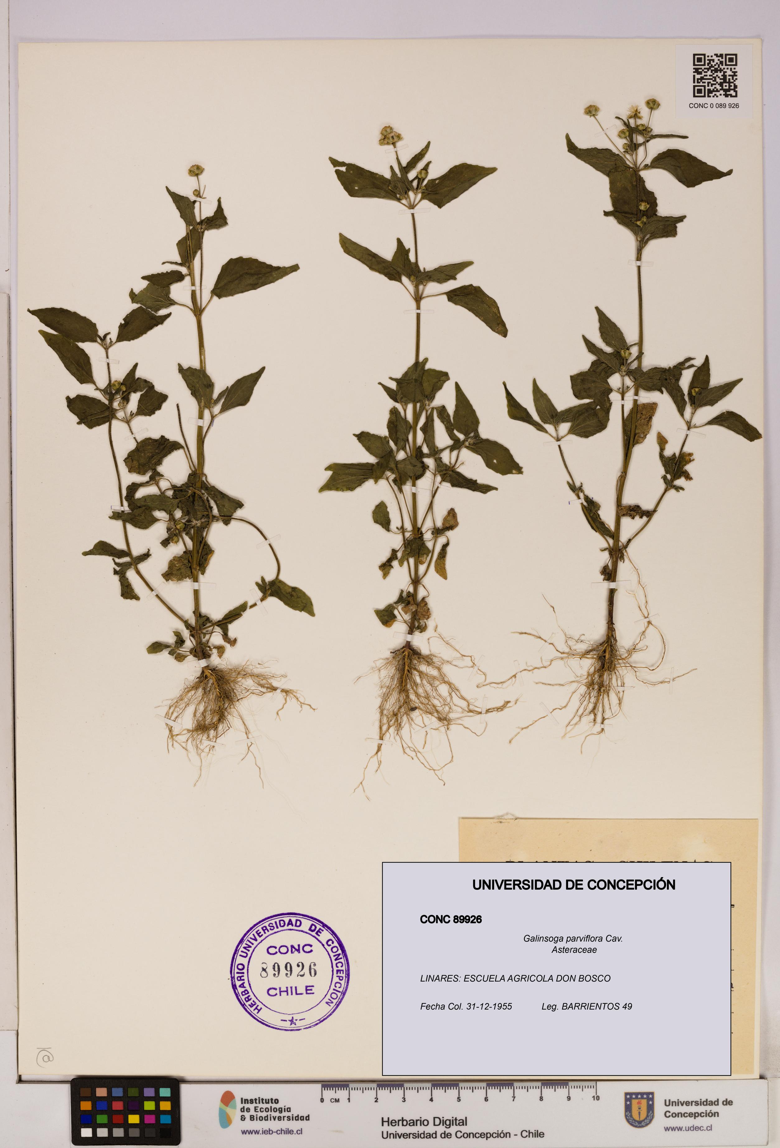 Galinsoga parviflora [Espécimen: UDEC:CONC:0089926]