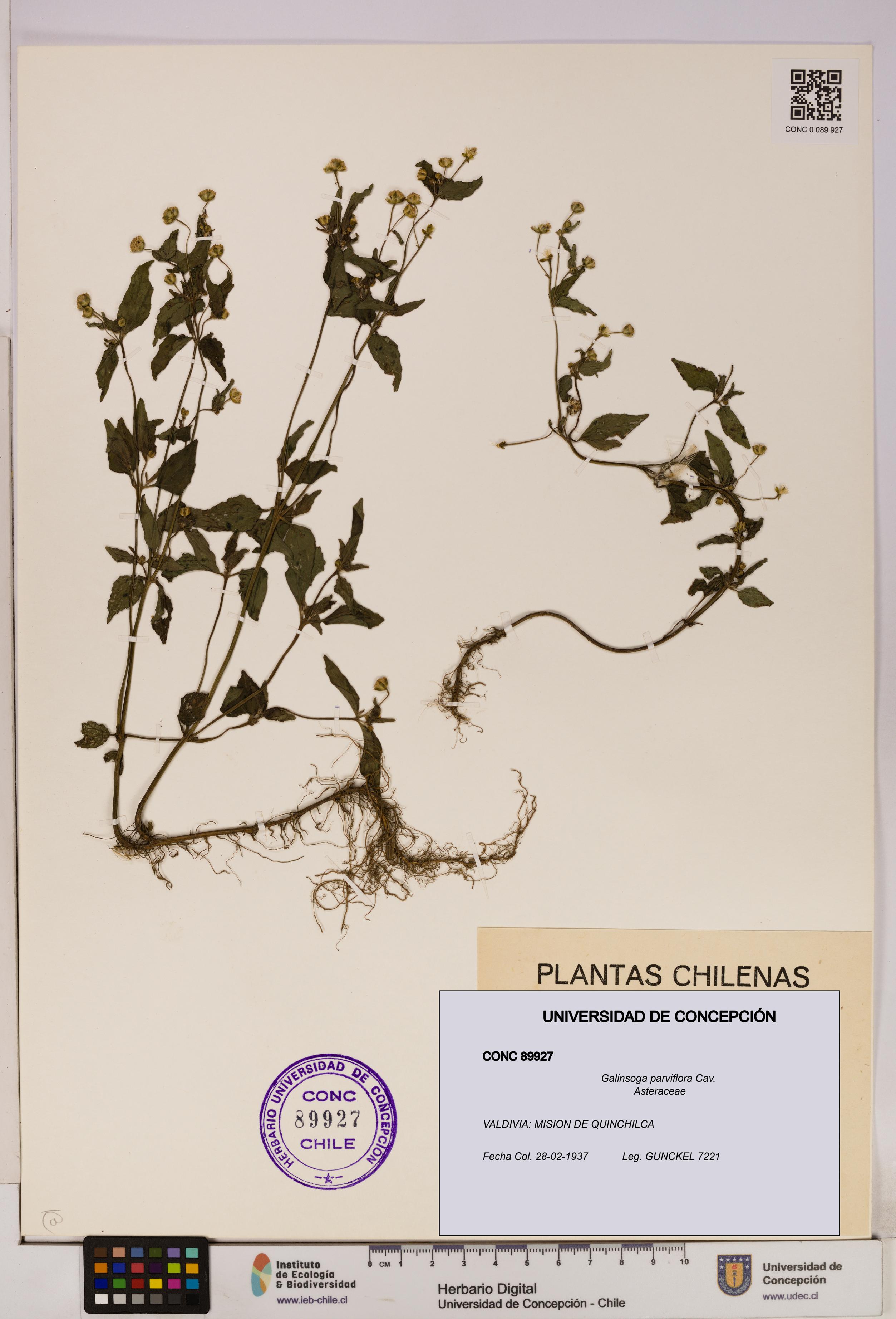 Galinsoga parviflora [Espécimen: UDEC:CONC:0089927]