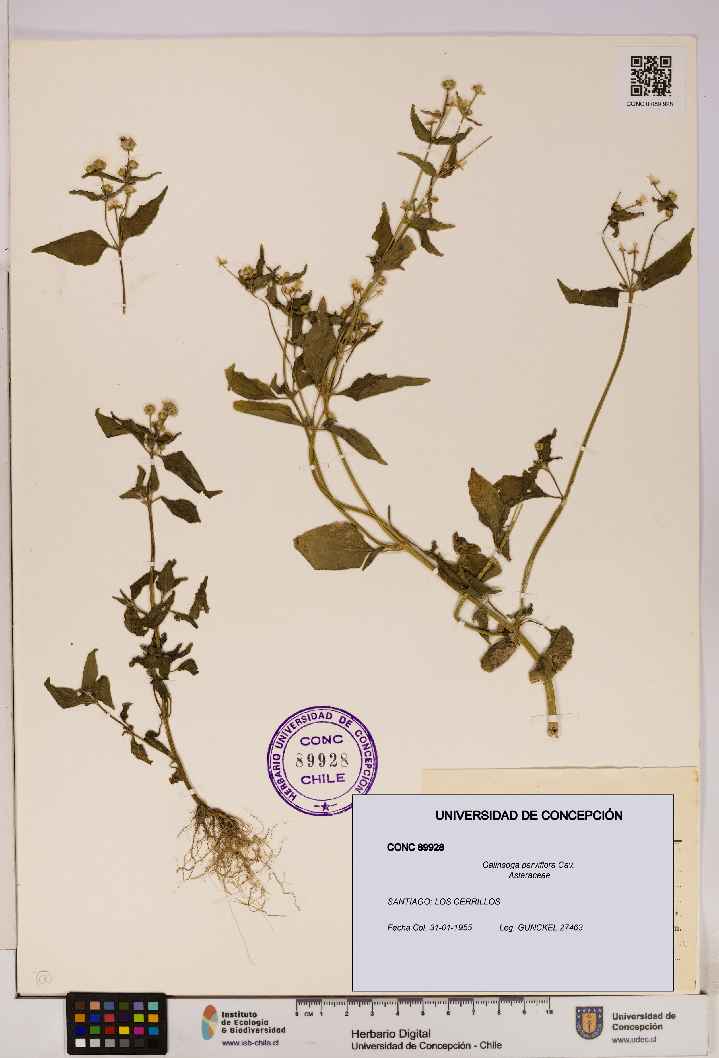 Galinsoga parviflora [Espécimen: UDEC:CONC:0089928]