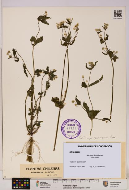 Galinsoga parviflora [Espécimen: UDEC:CONC:0089930]