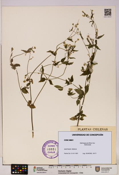 Galinsoga parviflora [Espécimen: UDEC:CONC:0089931]