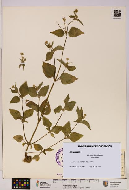 Galinsoga parviflora [Espécimen: UDEC:CONC:0089932]