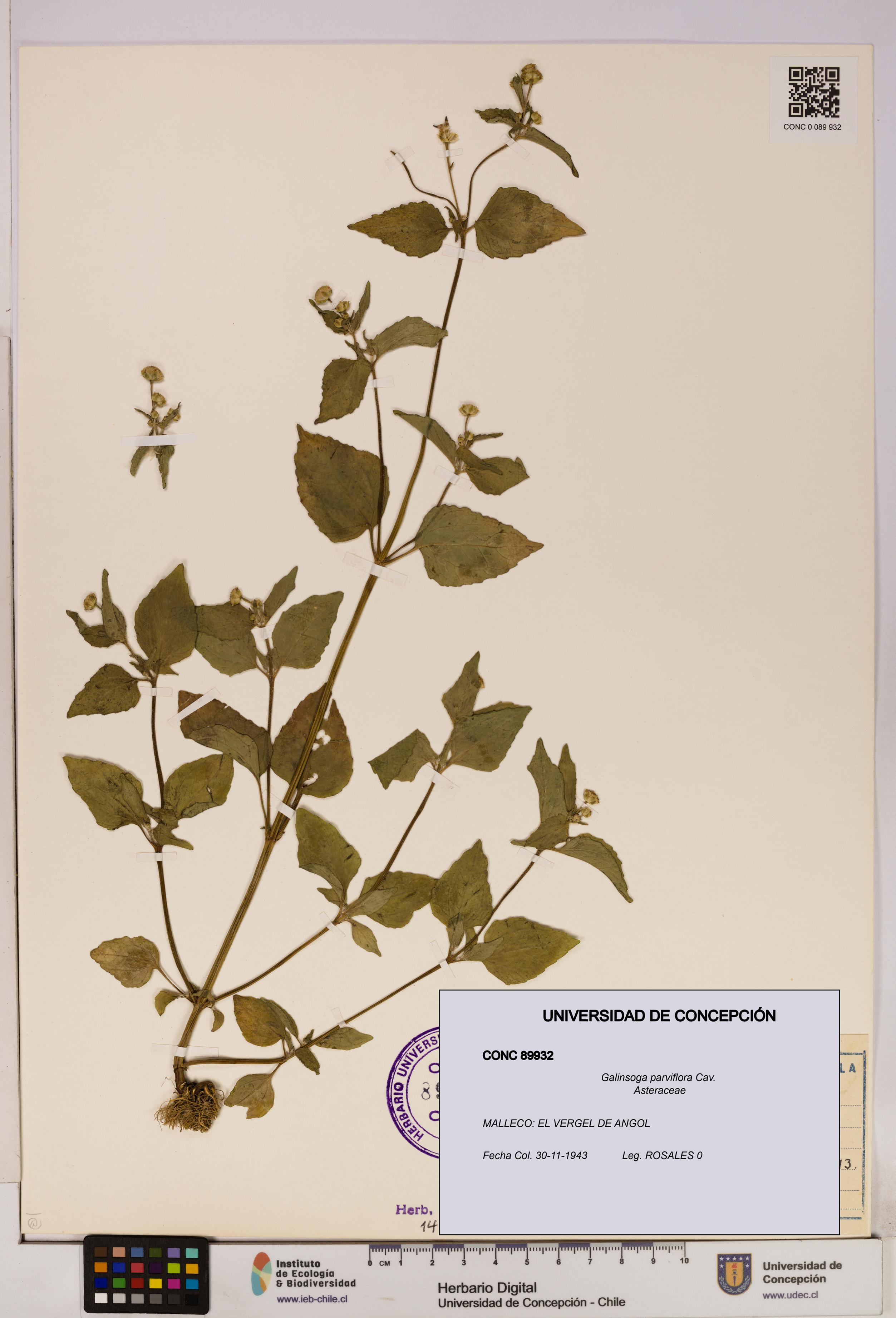 Galinsoga parviflora [Espécimen: UDEC:CONC:0089932]