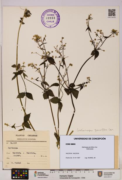Galinsoga parviflora [Espécimen: UDEC:CONC:0089933]