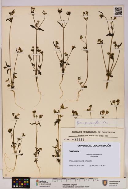 Galinsoga parviflora [Espécimen: UDEC:CONC:0089934]