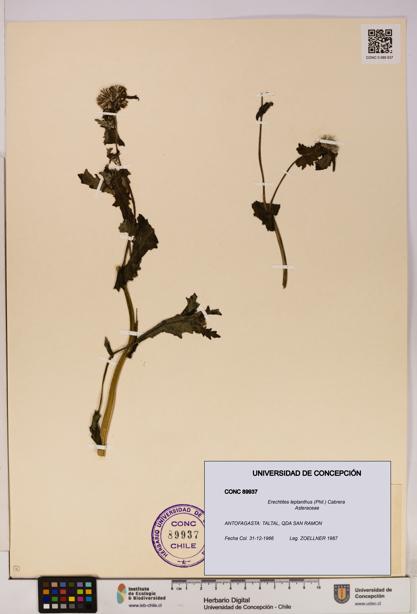 Erechtites leptanthus [Espécimen: ]