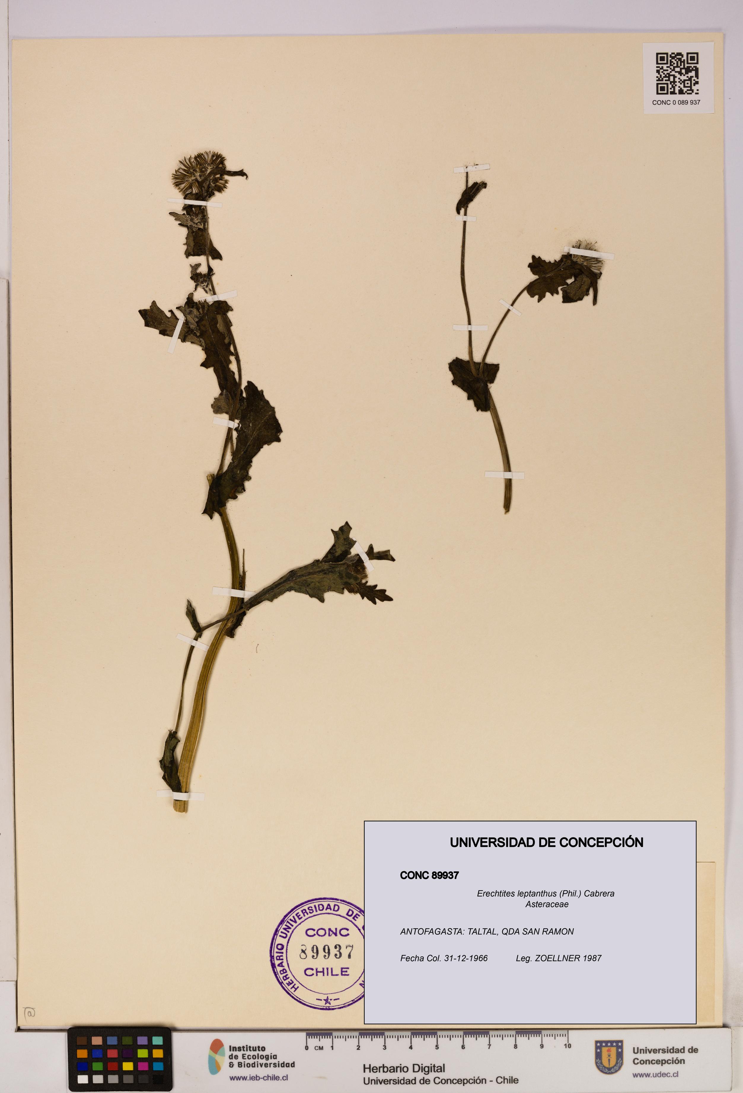 Erechtites leptanthus [Espécimen: ]