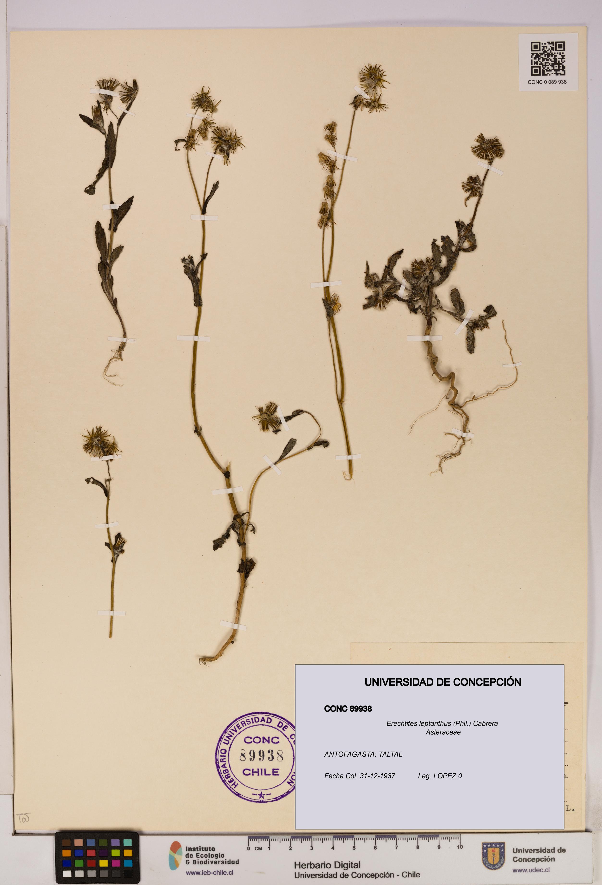 Erechtites leptanthus [Espécimen: ]