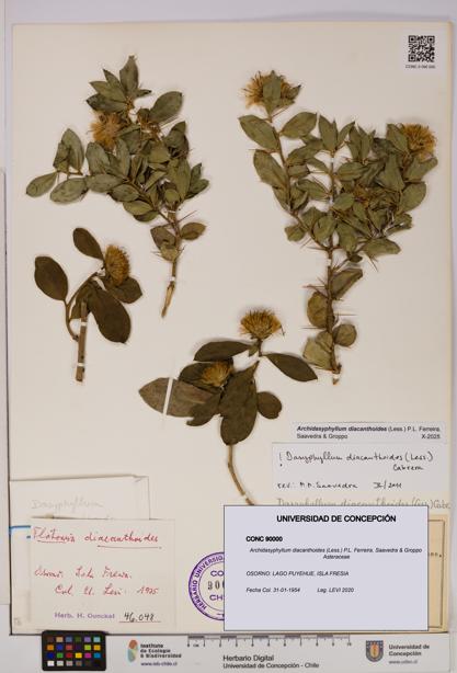 Archidasyphyllum diacanthoides [Espécimen: UDEC:CONC:0090000]