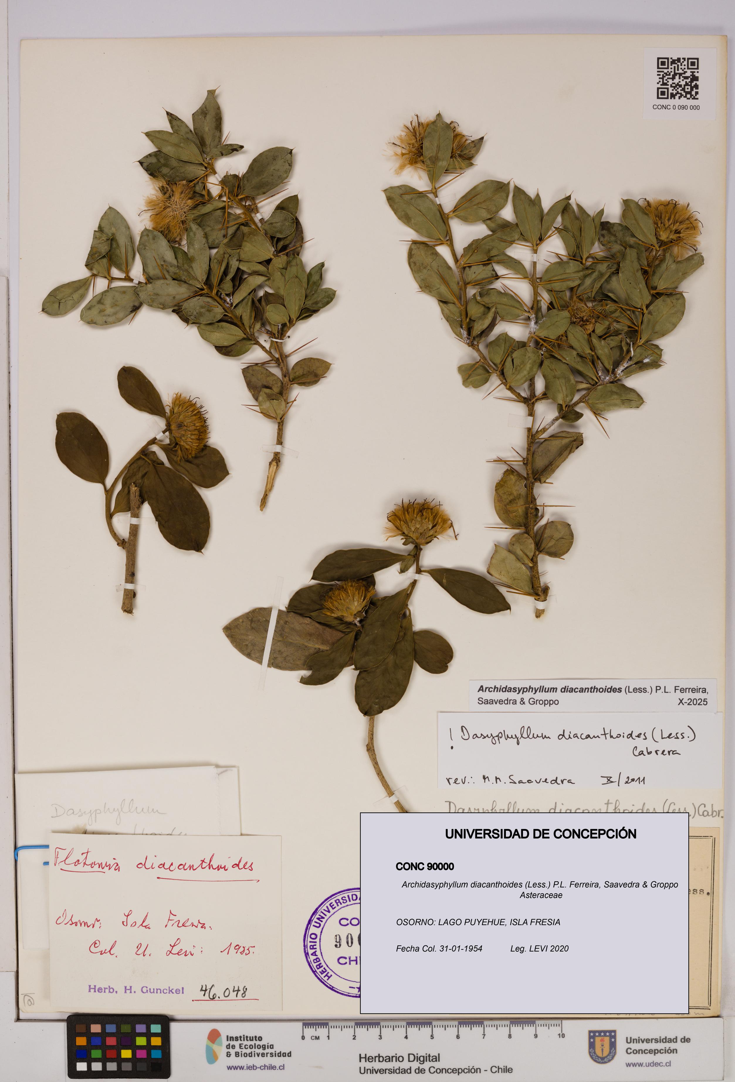 Archidasyphyllum diacanthoides [Espécimen: UDEC:CONC:0090000]