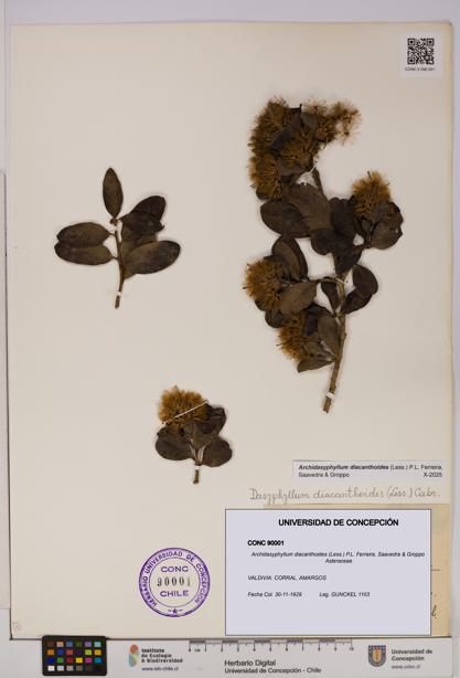 Archidasyphyllum diacanthoides [Espécimen: UDEC:CONC:0090001]
