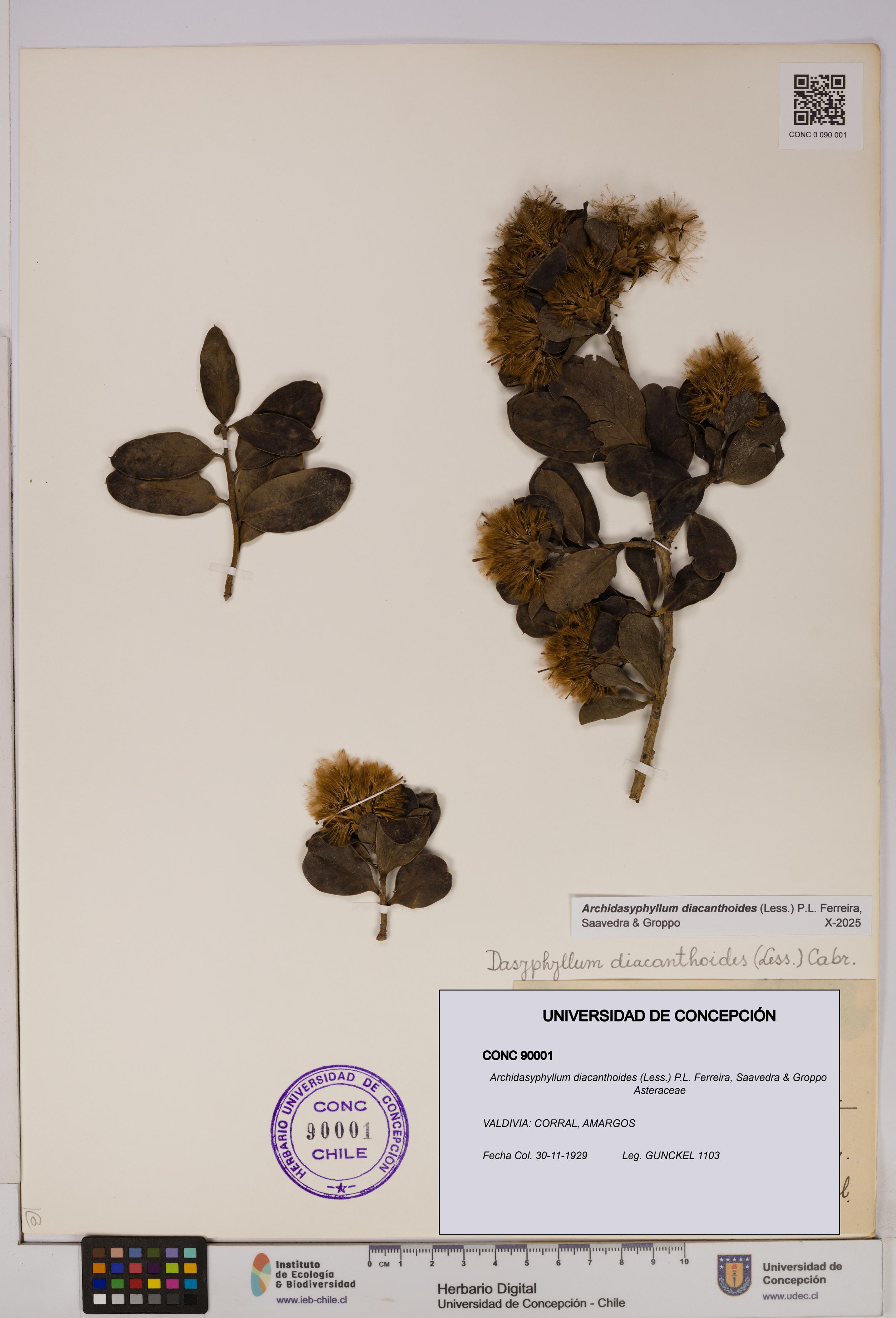 Archidasyphyllum diacanthoides [Espécimen: UDEC:CONC:0090001]