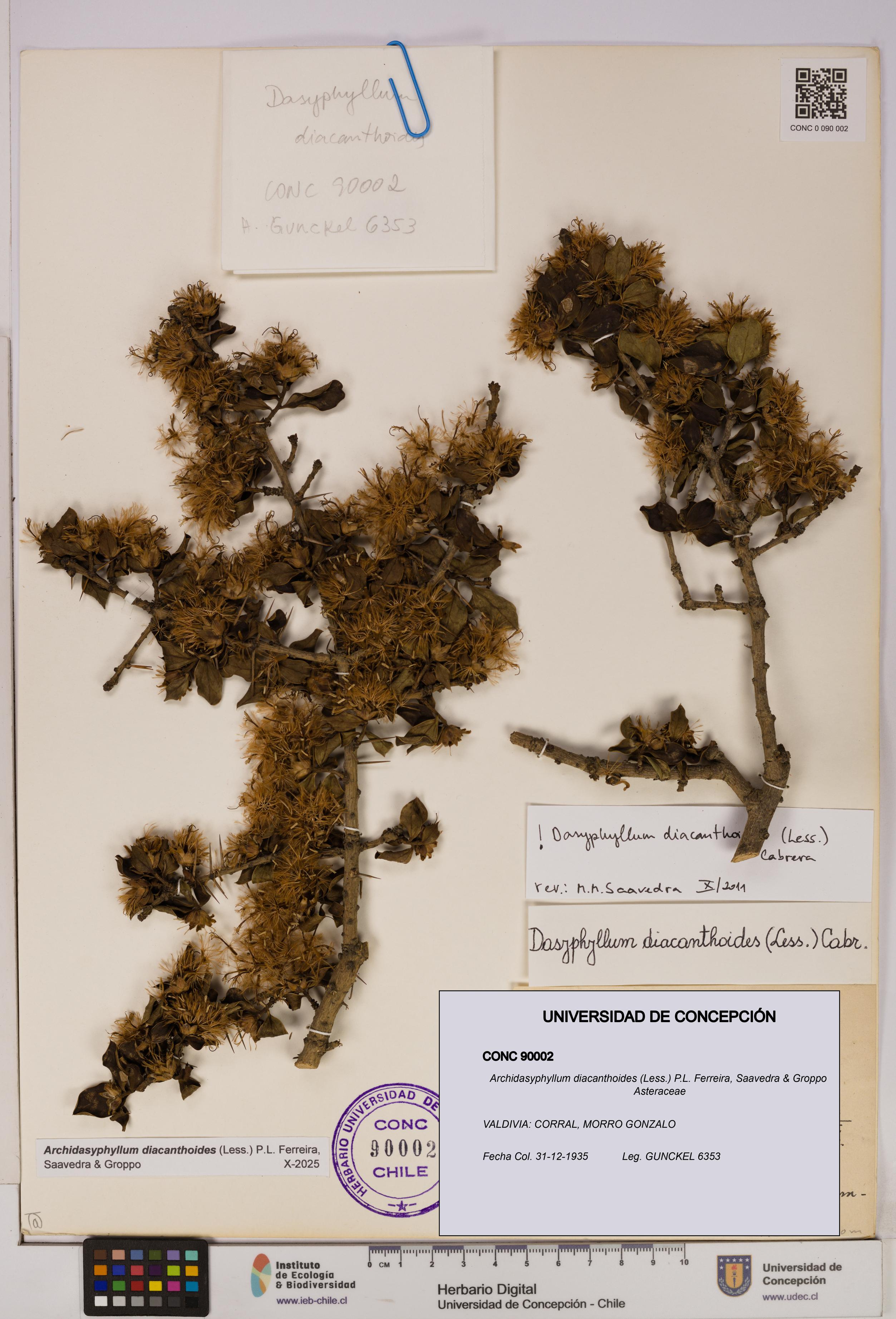 Archidasyphyllum diacanthoides [Espécimen: UDEC:CONC:0090002]