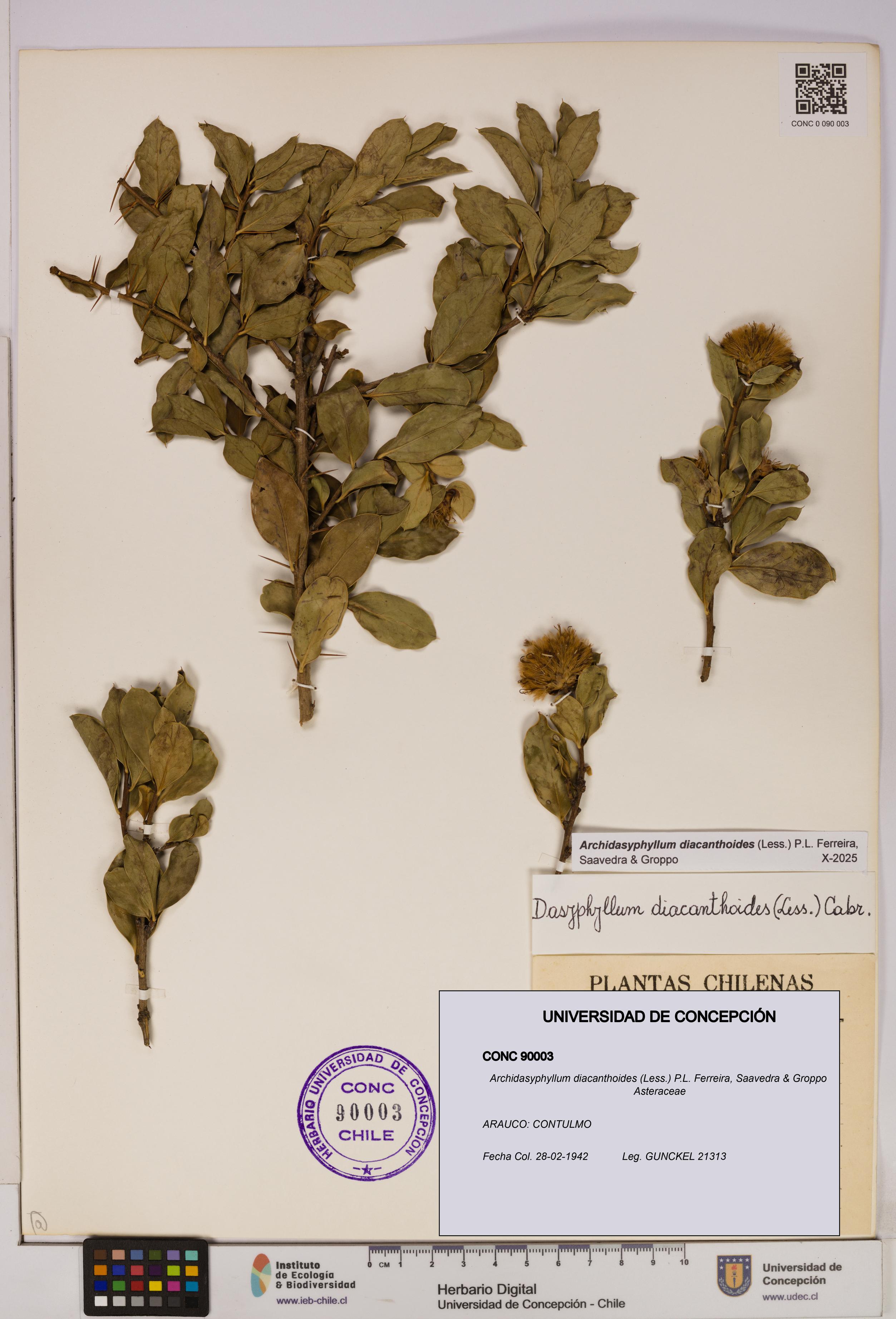 Archidasyphyllum diacanthoides [Espécimen: UDEC:CONC:0090003]