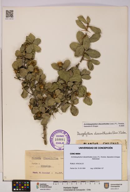 Archidasyphyllum diacanthoides [Espécimen: UDEC:CONC:0090004]
