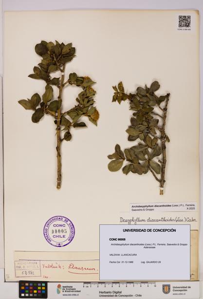 Archidasyphyllum diacanthoides [Espécimen: UDEC:CONC:0090005]