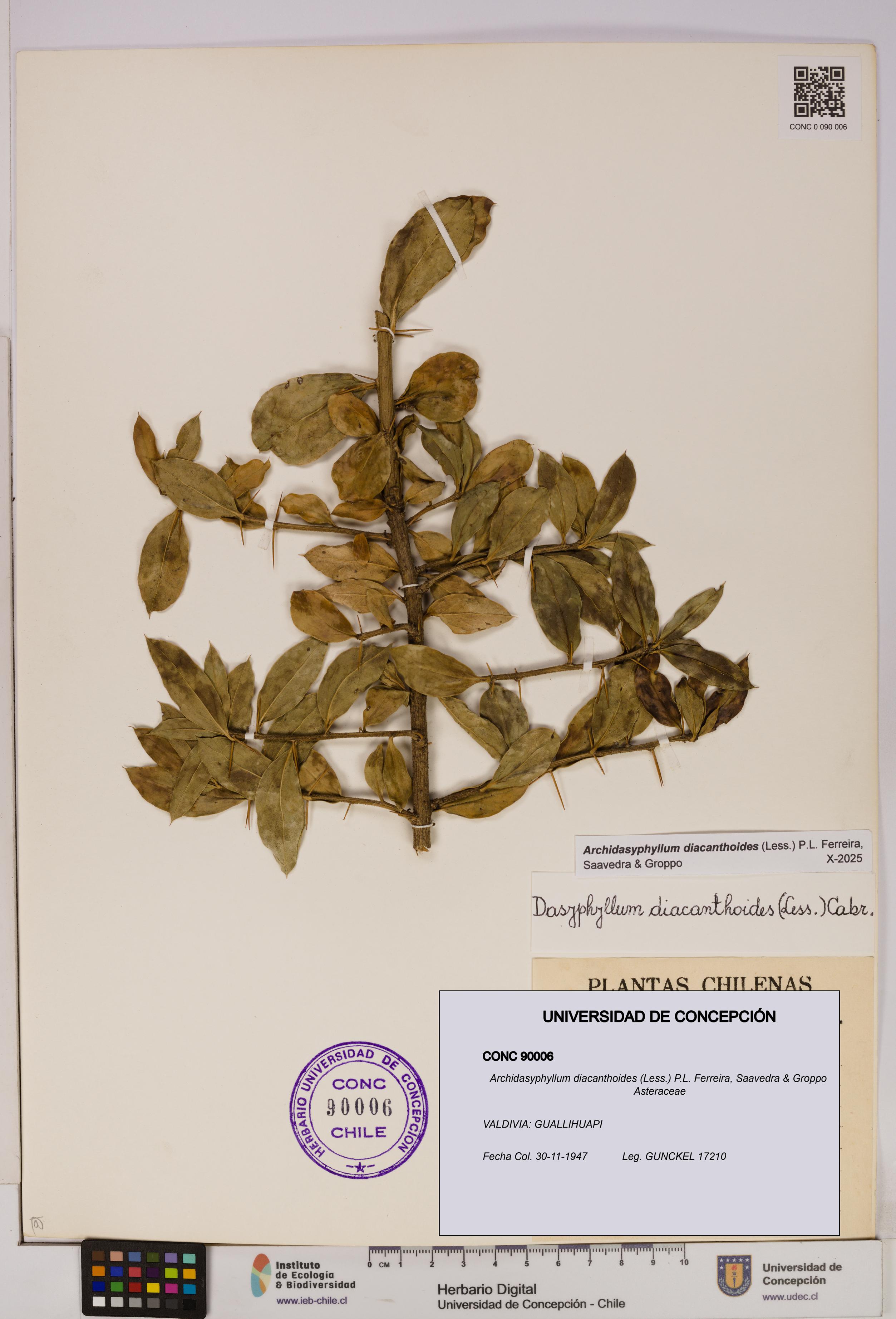 Archidasyphyllum diacanthoides [Espécimen: UDEC:CONC:0090006]