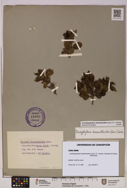 Archidasyphyllum diacanthoides [Espécimen: UDEC:CONC:0090008]