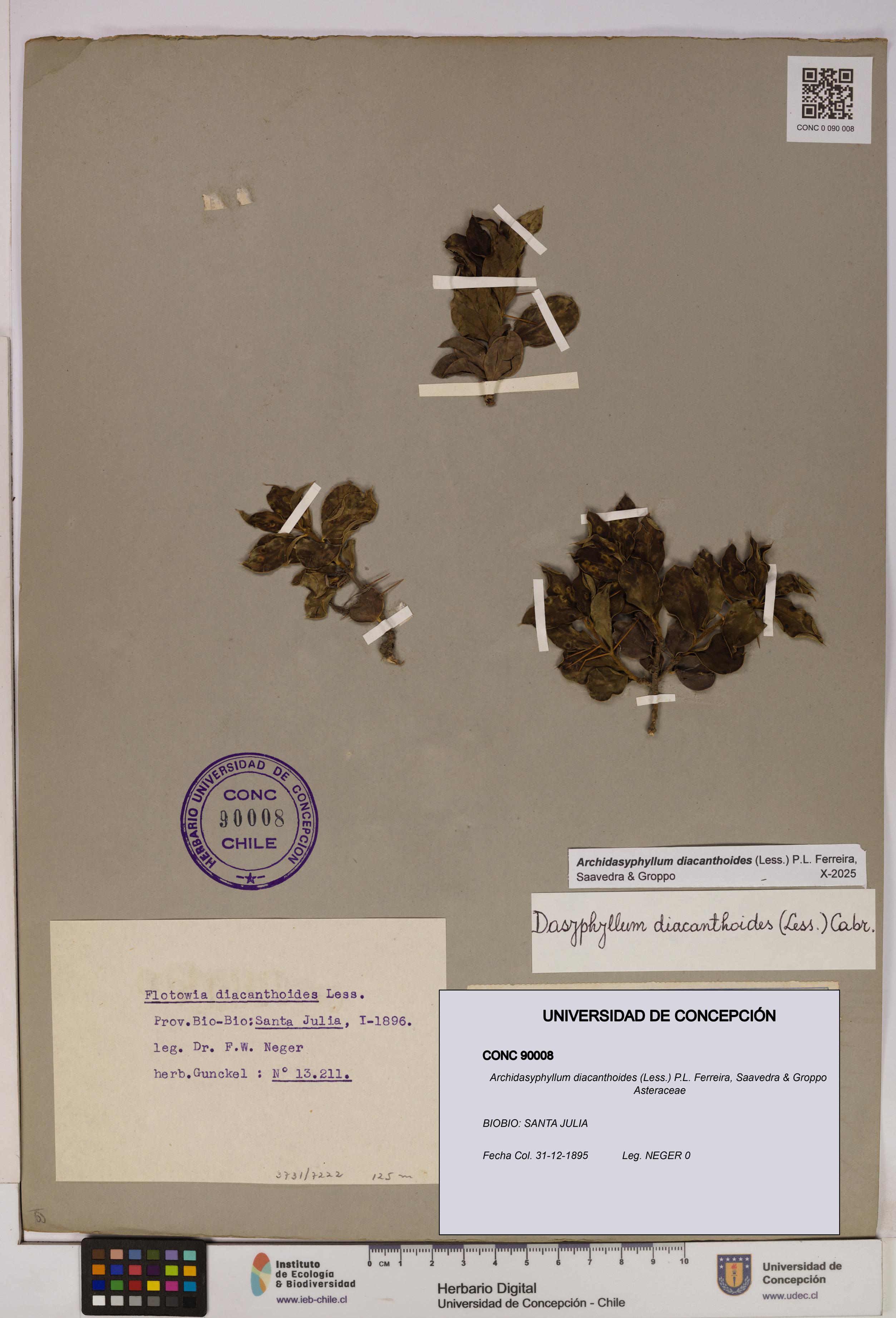 Archidasyphyllum diacanthoides [Espécimen: UDEC:CONC:0090008]