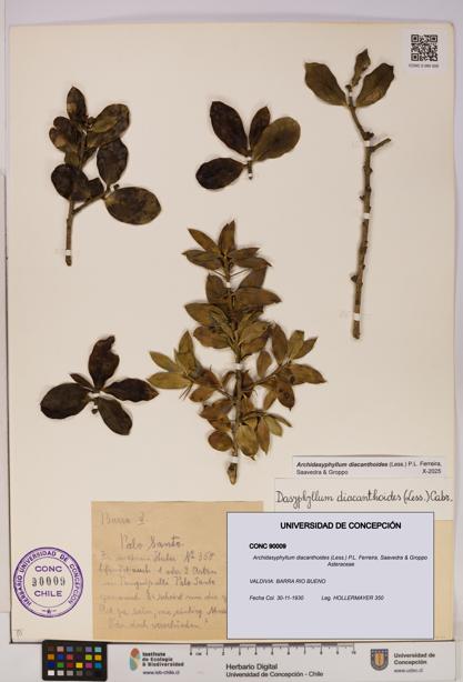 Archidasyphyllum diacanthoides [Espécimen: UDEC:CONC:0090009]