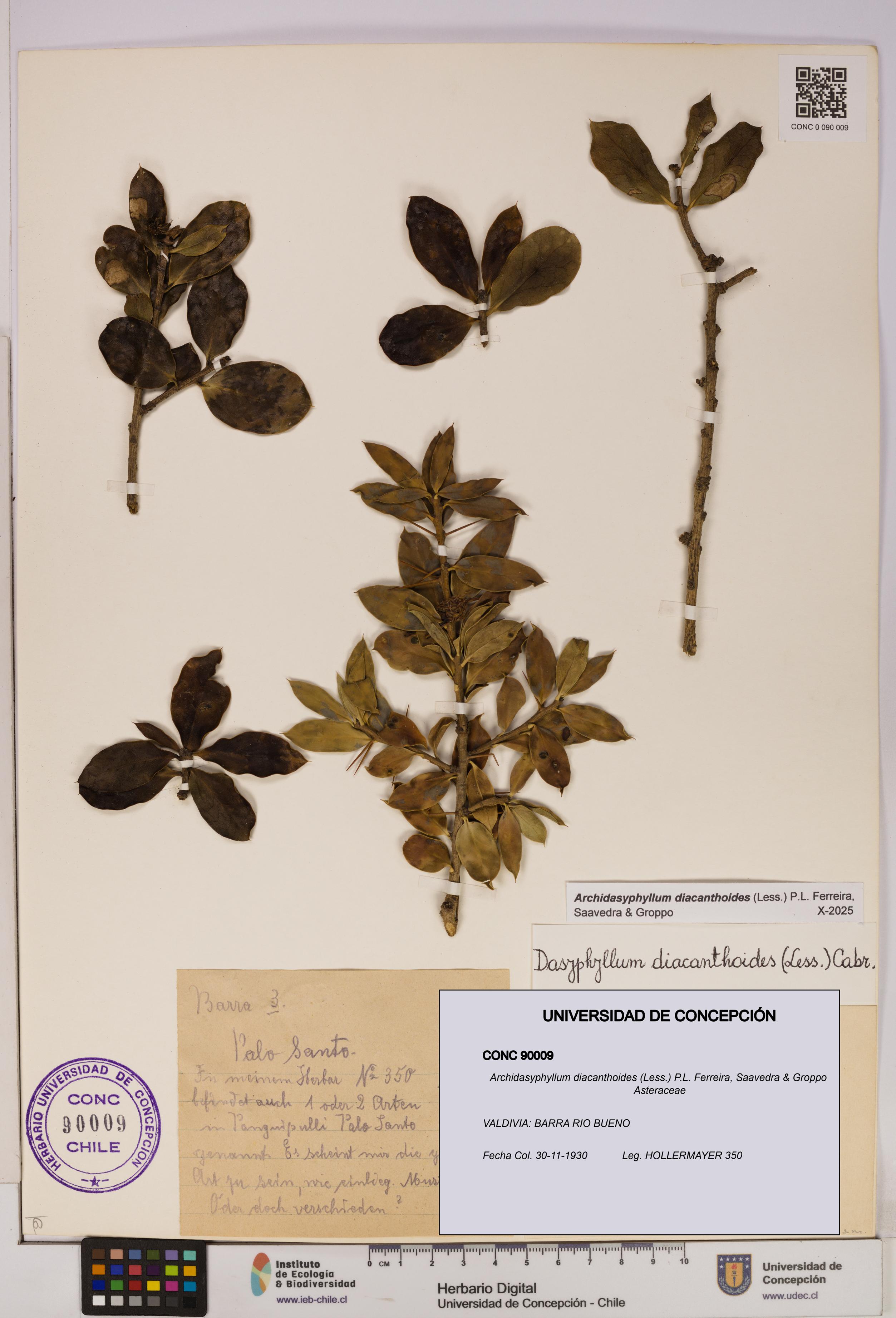 Archidasyphyllum diacanthoides [Espécimen: UDEC:CONC:0090009]