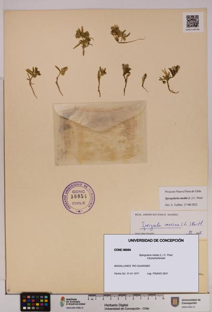 Spergularia media [Espécimen: UDEC:CONC:0090054]