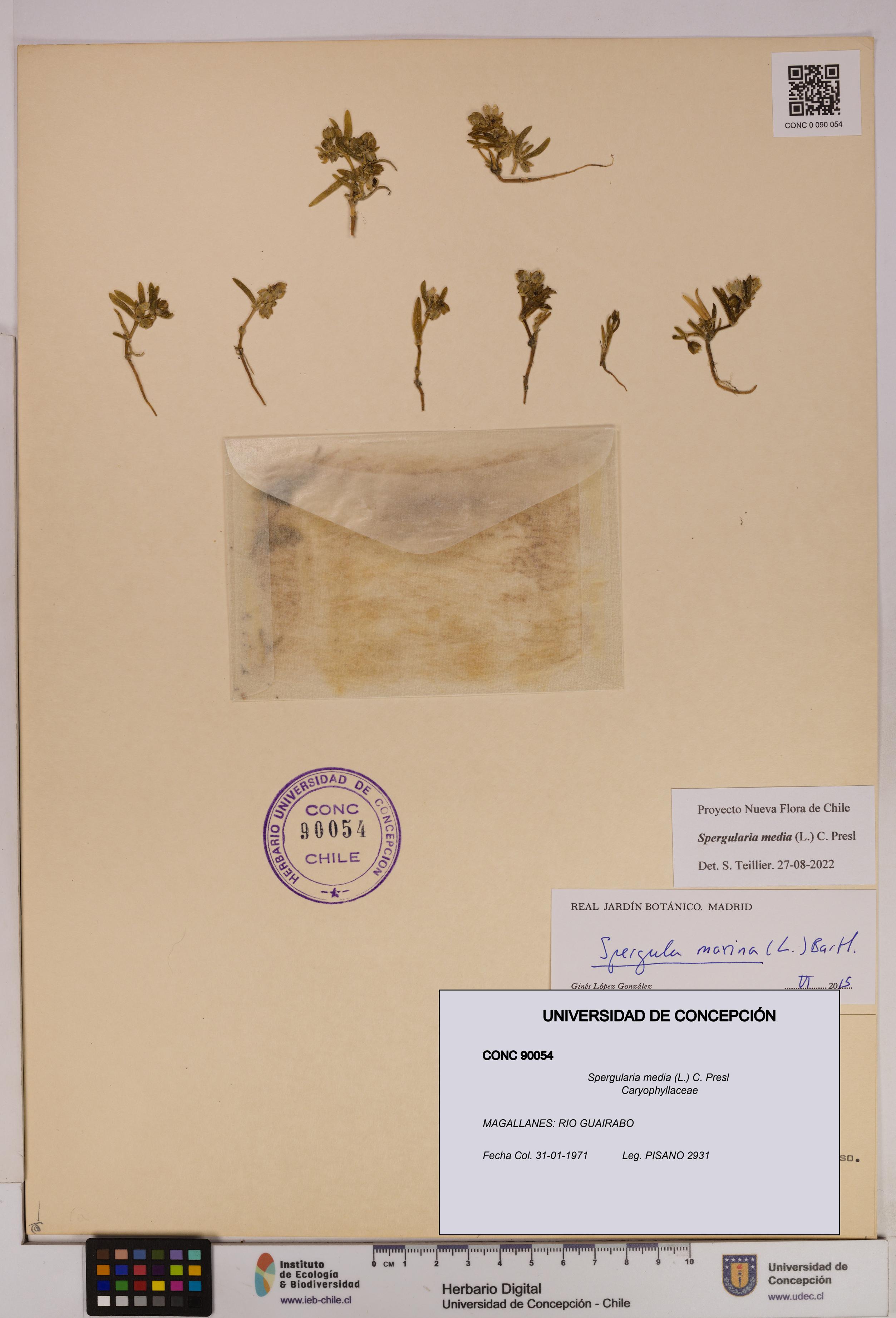 Spergularia media [Espécimen: UDEC:CONC:0090054]