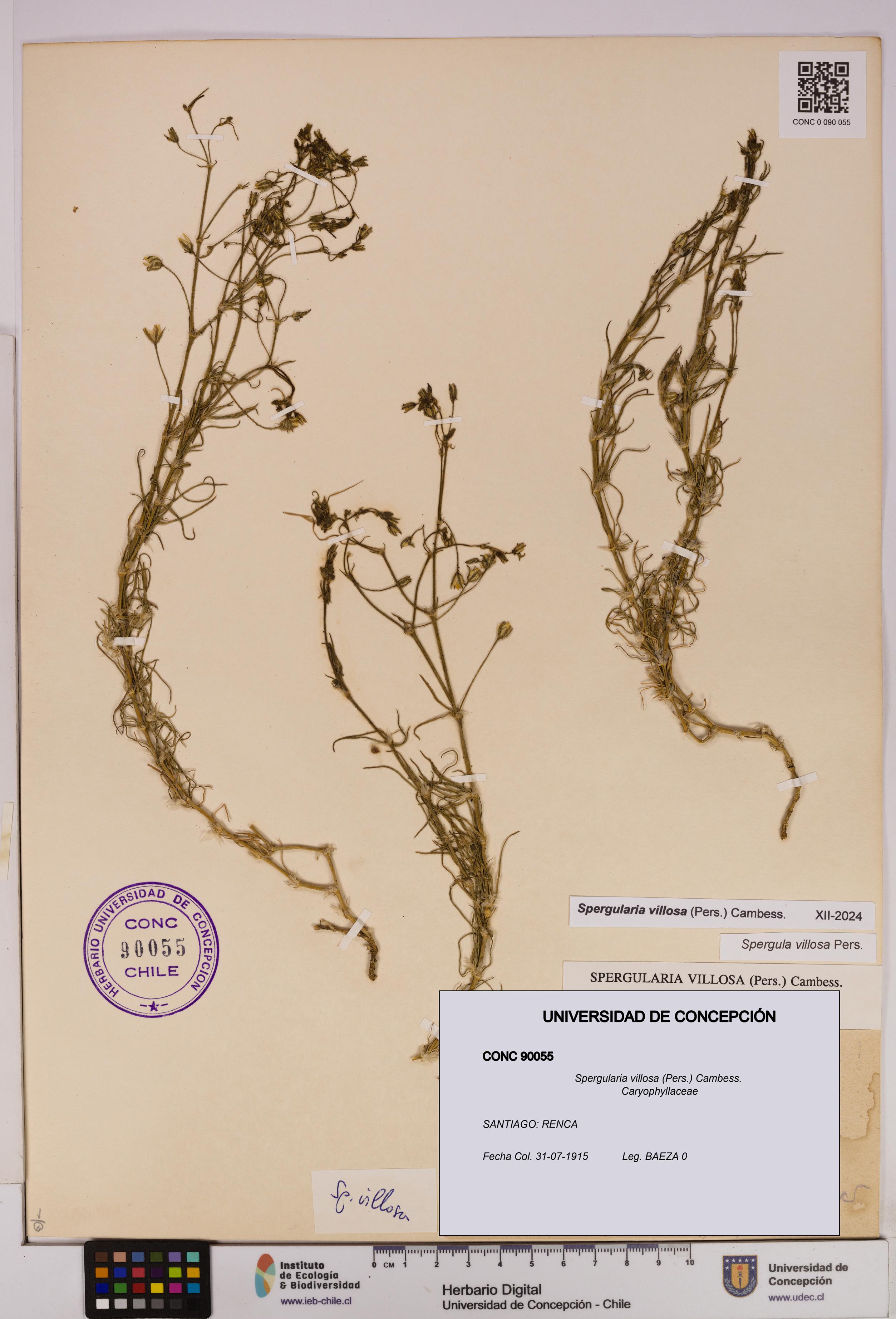 Spergularia villosa [Espécimen: UDEC:CONC:0090055]