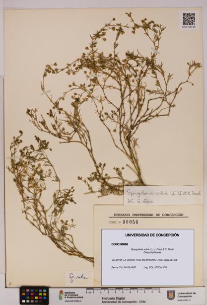 Spergularia rubra [Espécimen: UDEC:CONC:0090056]